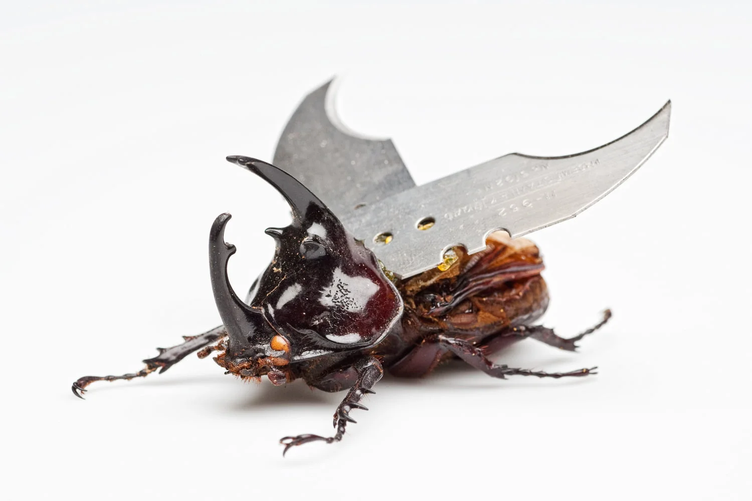 Intervju: Jan Fabre, majstor metamorfoze 3 https://buro247.rs/wp-content/uploads/2020/02/1582648789532584.jpg