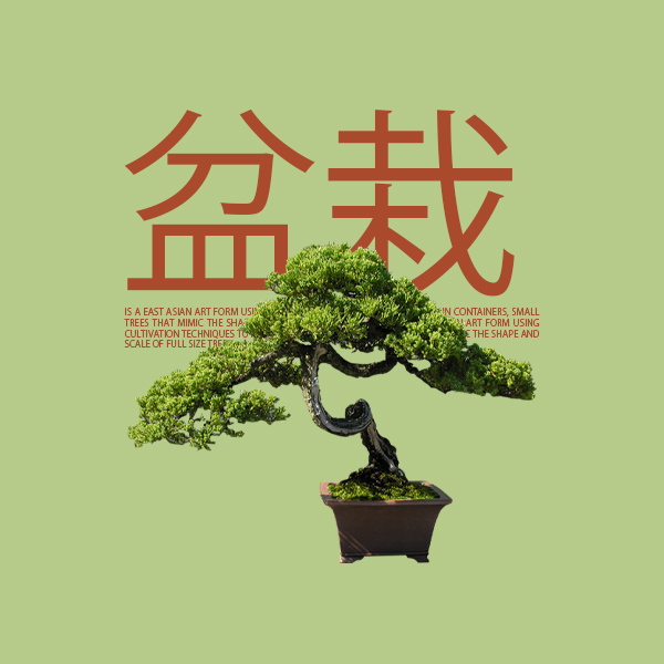 bonsai square 1