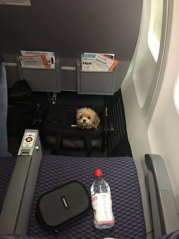 https://buro247.rs/wp-content/uploads/2023/08/1820Delightful20Dogs20On20Planes-1.jpg