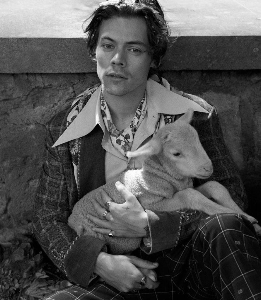 harry styles gucci 3