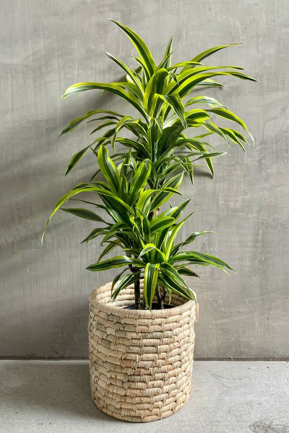 dracena 5 sobnih biljaka