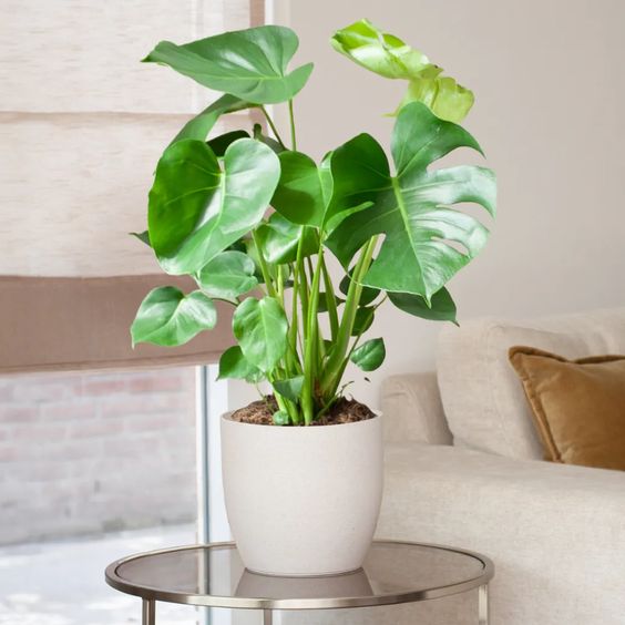 monstera 5 sobnih biljaka 3