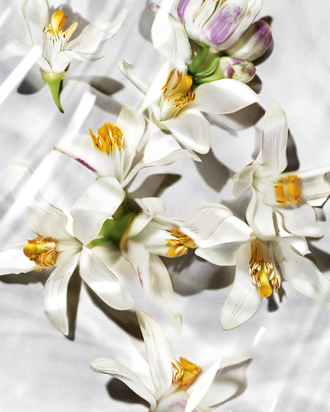 Lakoća vode, dodir svile, sjaj kože - u mirisu po kom ćemo pamtiti leto 6 ysl dmi fraw libre leau nue 25 digital still life ingredients orange blossom water