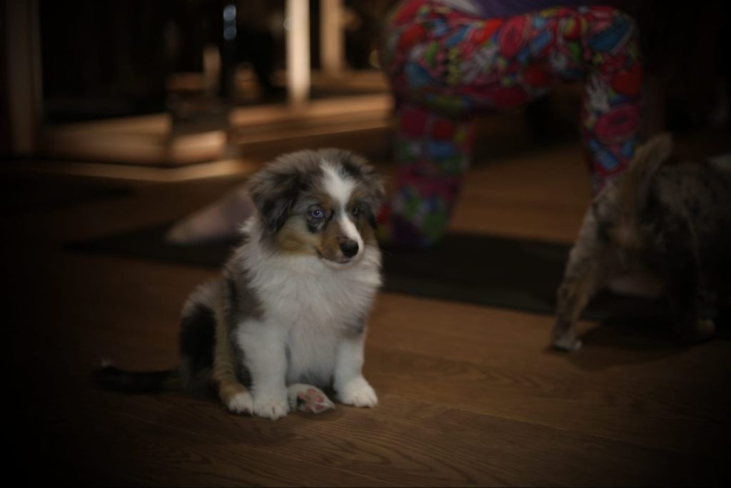Paw Yoga u Beogradu: Sve što treba da znate o najslađem načinu da vežbate 15 81718d4a 5390 46b3 bcd0 b3988bd243e7