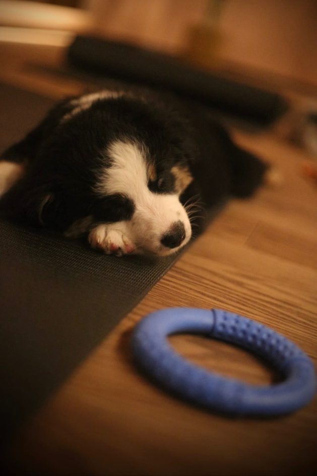 Paw Yoga u Beogradu: Sve što treba da znate o najslađem načinu da vežbate 11 IMG 2751