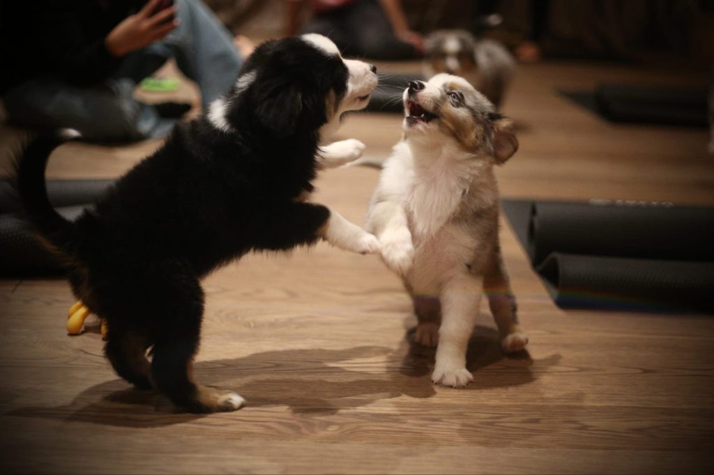 Paw Yoga u Beogradu: Sve što treba da znate o najslađem načinu da vežbate 14 IMG 2753
