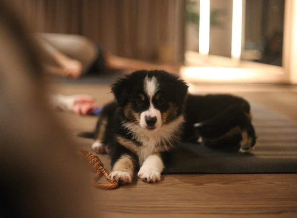 Paw Yoga u Beogradu: Sve što treba da znate o najslađem načinu da vežbate 7 paw yoga