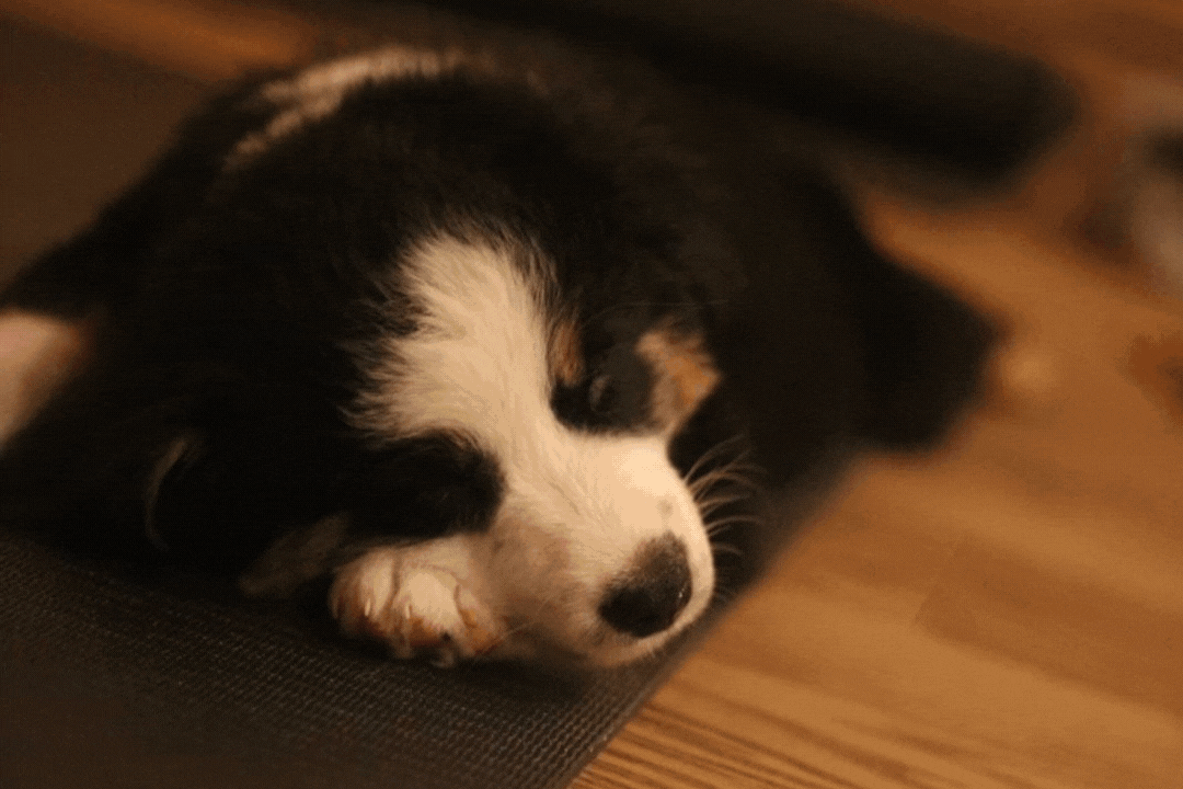 Paw Yoga u Beogradu: Sve što treba da znate o najslađem načinu da vežbate 2 paw yoga