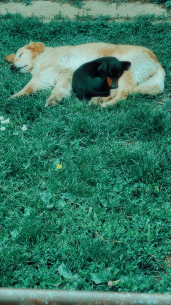 Melanholija u malom: Spejs Noksi 9 20251003 013837