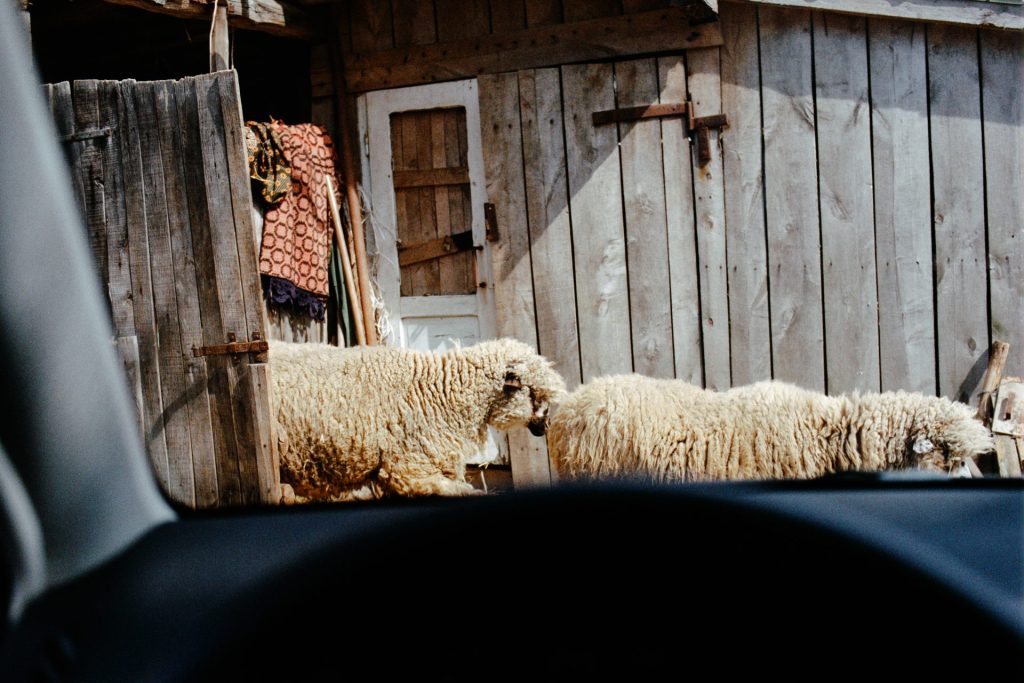 Melanholija u malom: Nikola Ležaić 7 23 1