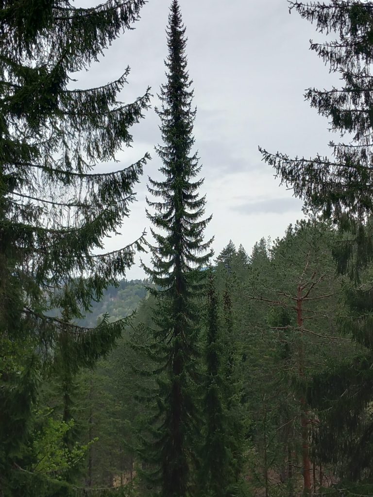 Panciceva omorika e1762251794652