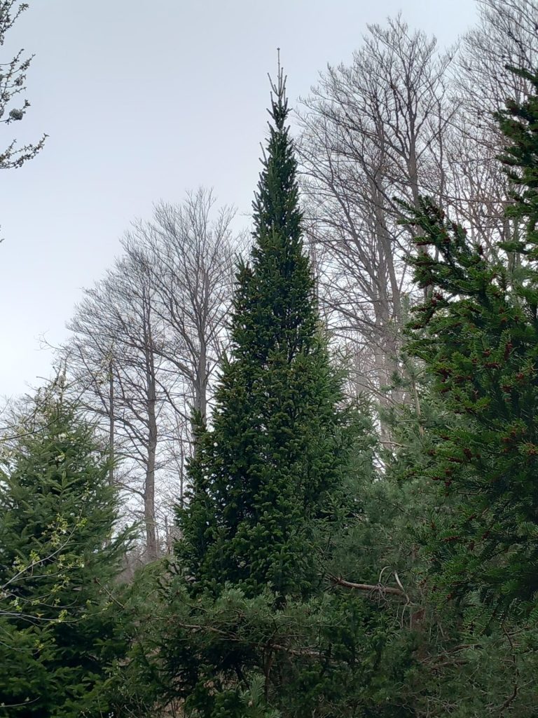 Priramidalna jela e1762251745380