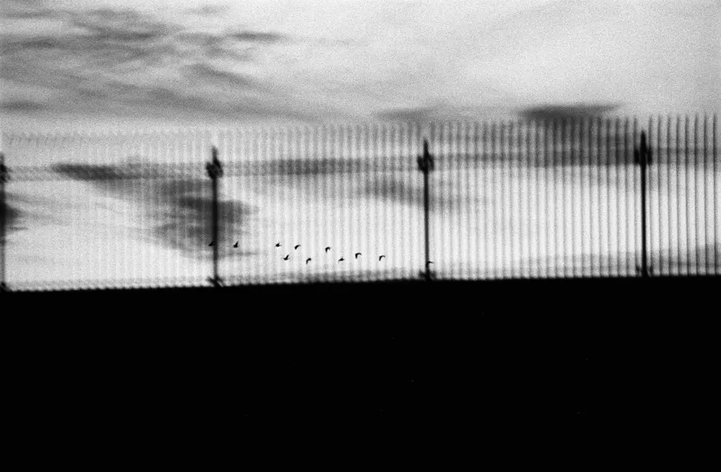 birds fence 1