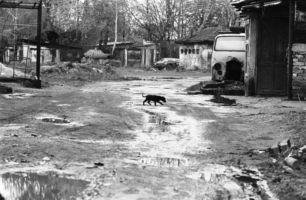 Boogie: Melanholija kroz objektiv foto-aparata 11 lil black dog