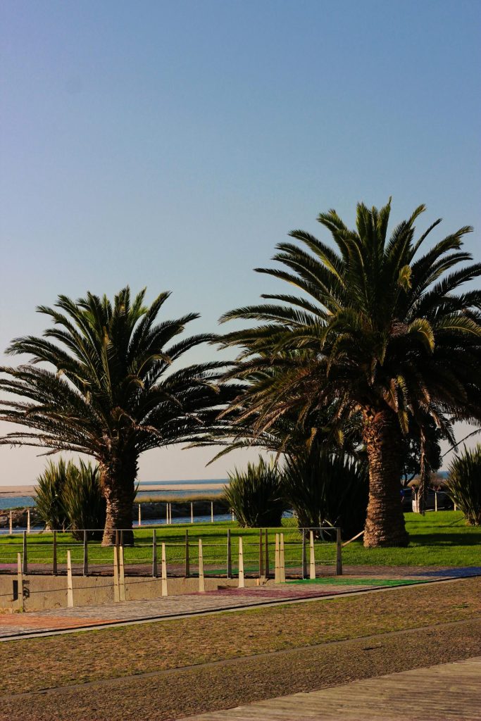 pexels albarracin 30826478