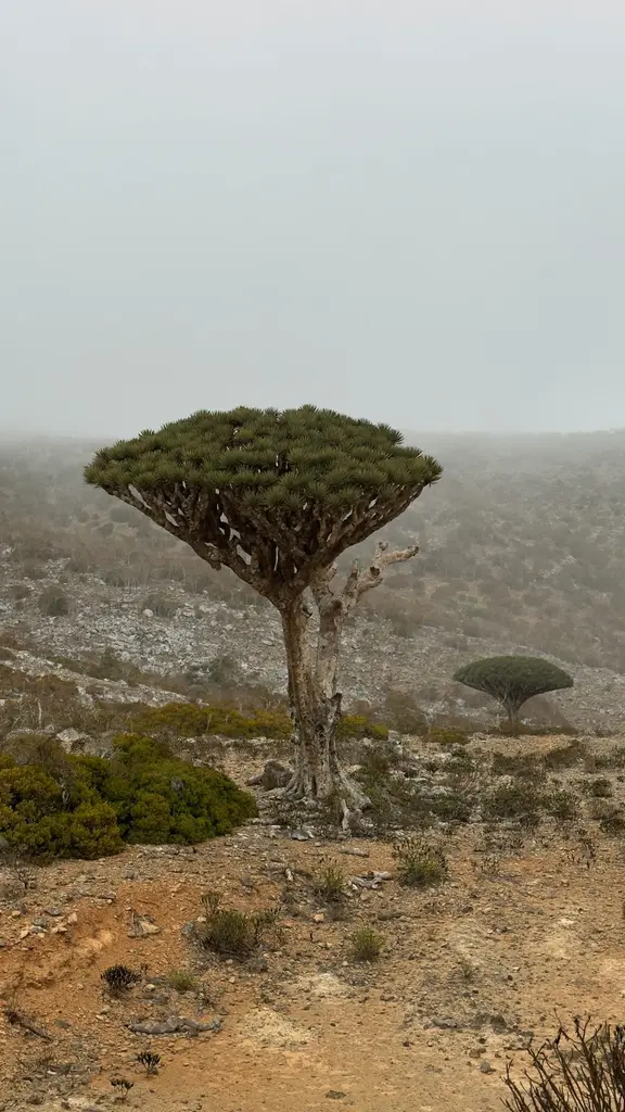 pexels khojiakbar teshaboev 2154965416 33821418