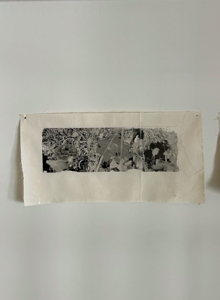 Nevena Ostojic. ‘Cvet 2025