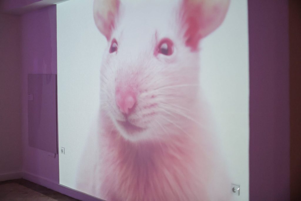 algoritam brige ai veštačka inteligencija