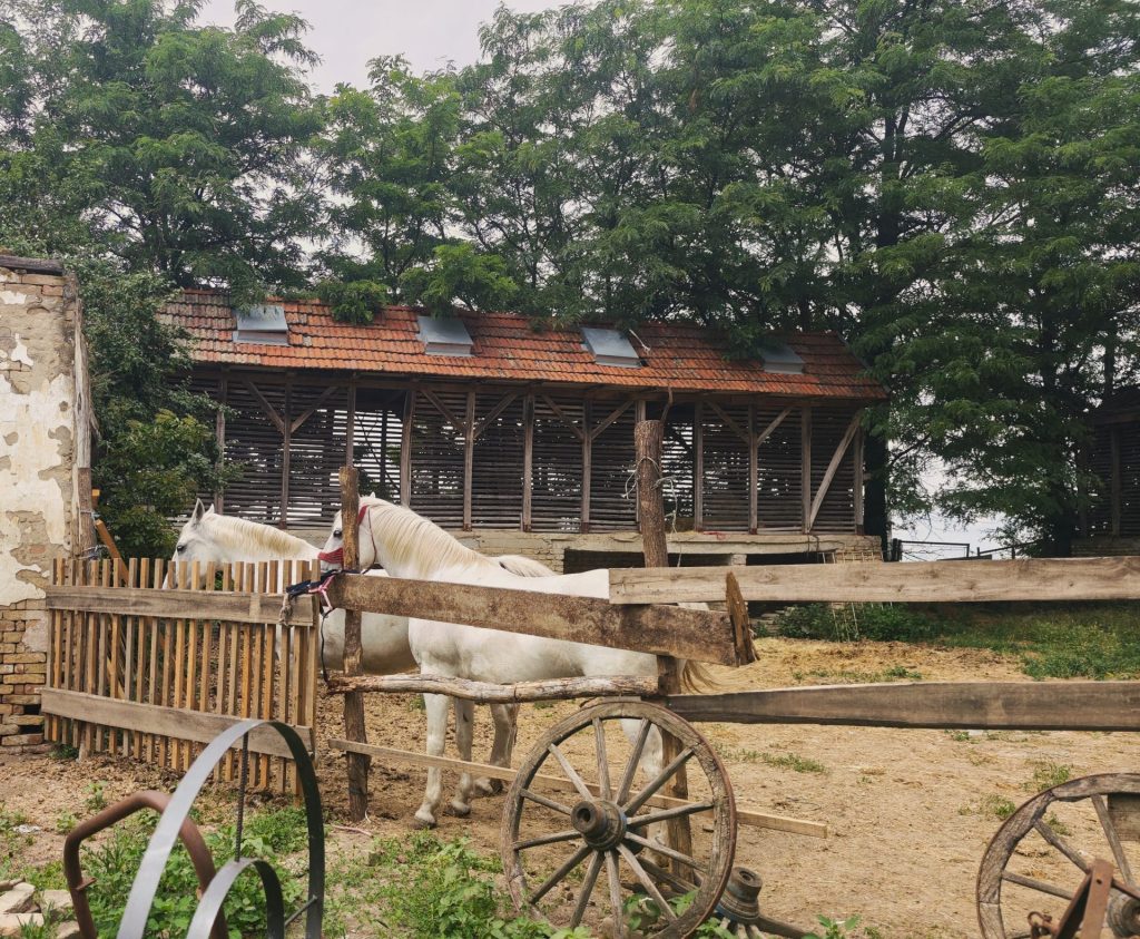 IMG 20260609 141246