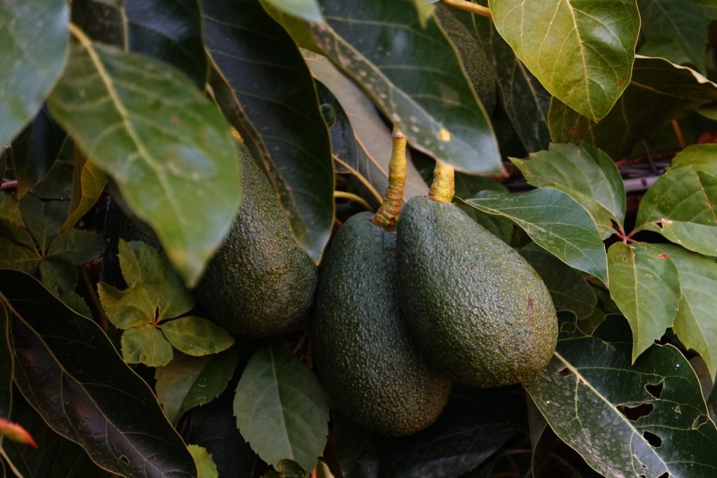 avokado