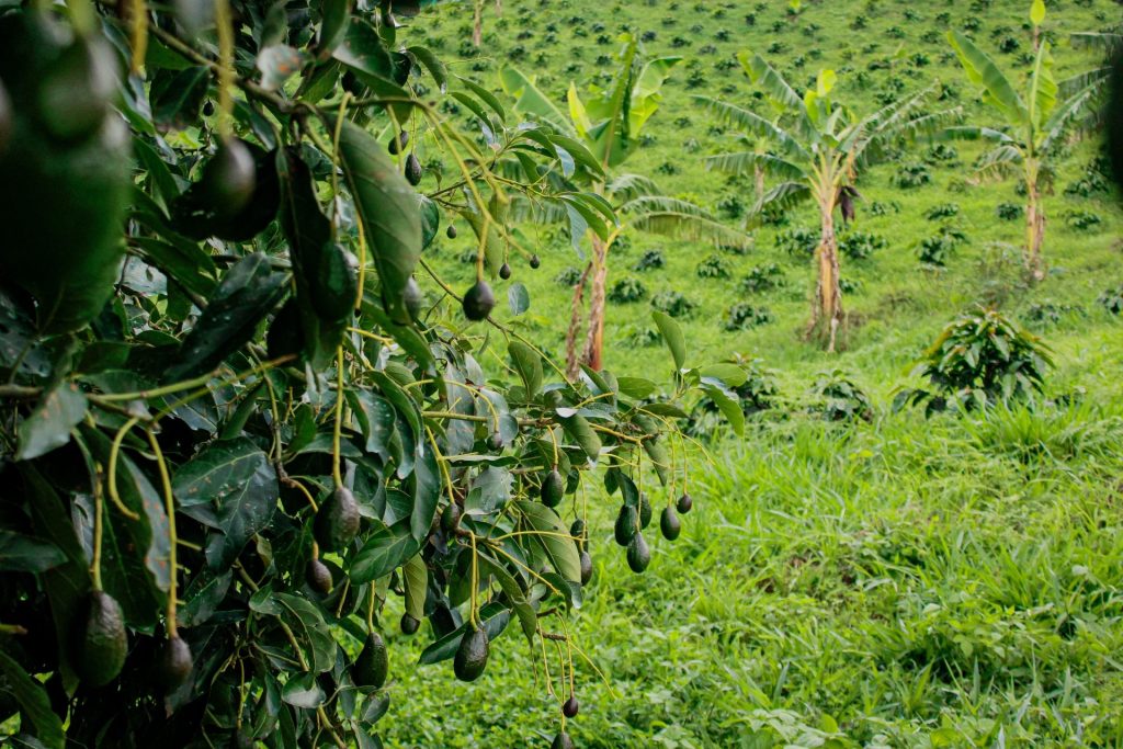 avokado