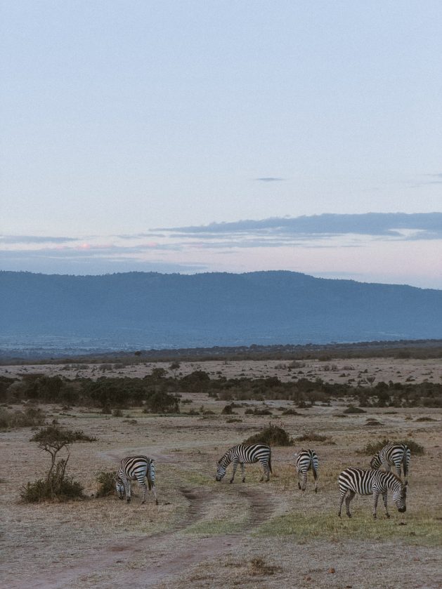 Afrički safari: S one druge strane „Kralja lavova" 18 Masai Mara 2