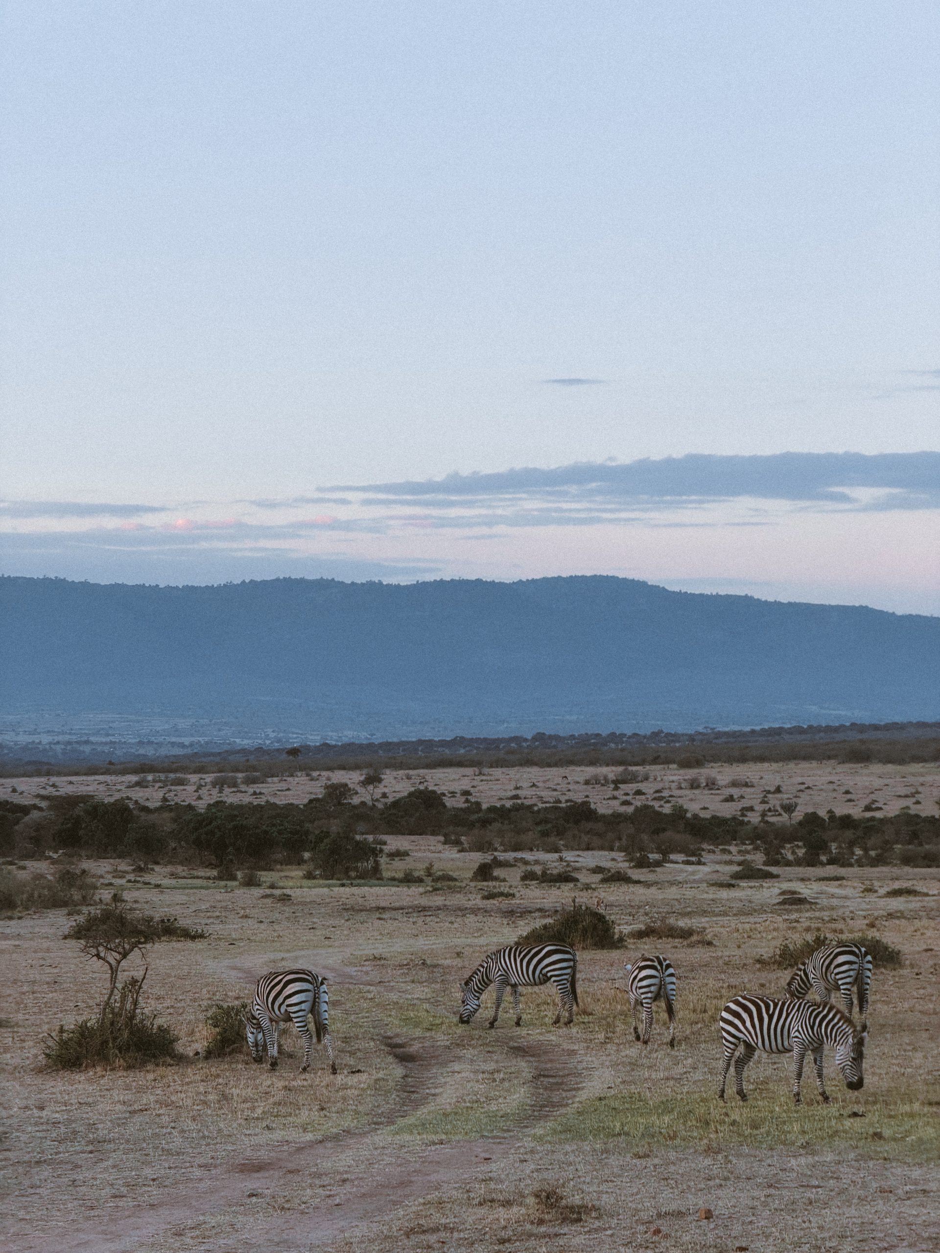 Afrički safari: S one druge strane „Kralja lavova" 16 safari