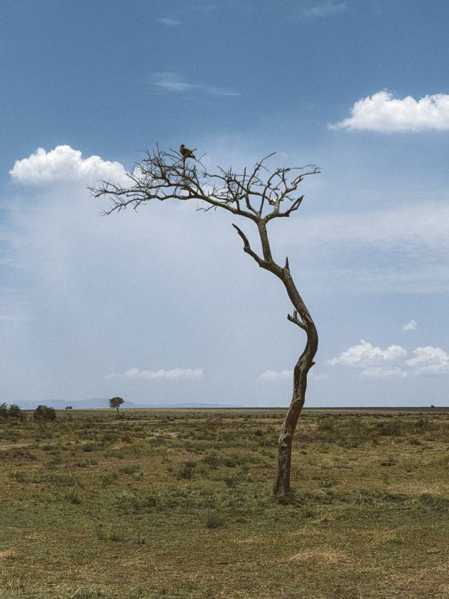 Afrički safari: S one druge strane „Kralja lavova" 19 Masai Mara 6