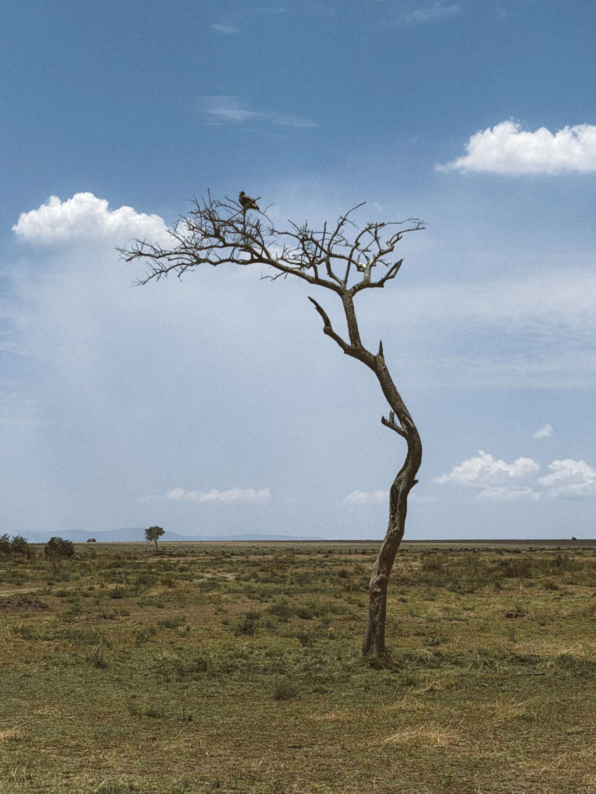Afrički safari: S one druge strane „Kralja lavova" 17 Masai Mara 6 scaled