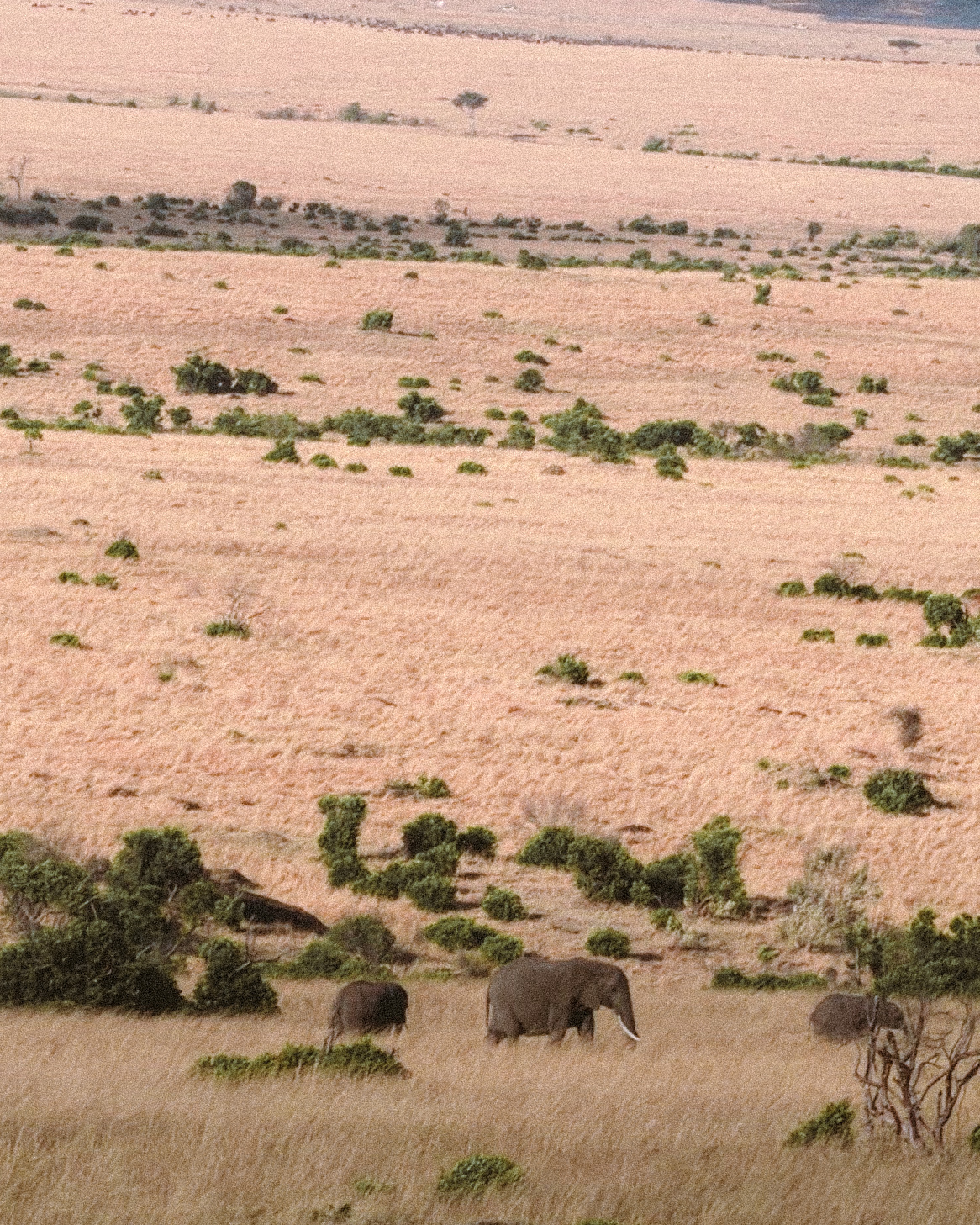 Afrički safari: S one druge strane „Kralja lavova" 20 Masai Mara 7